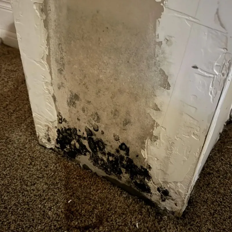 Professional Mold Removal in Almont, MI